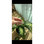 Taşlı halka küpe & Sarı - Görsel 1