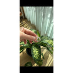 Taşlı halka küpe & Sarı - Görsel 2